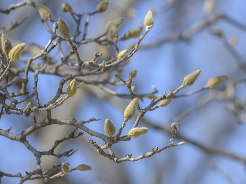 Spring has almost sprung