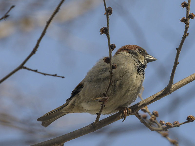 Sparrow missing out on the bird feeder
