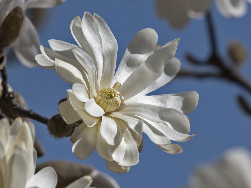 Magnolia blossom
