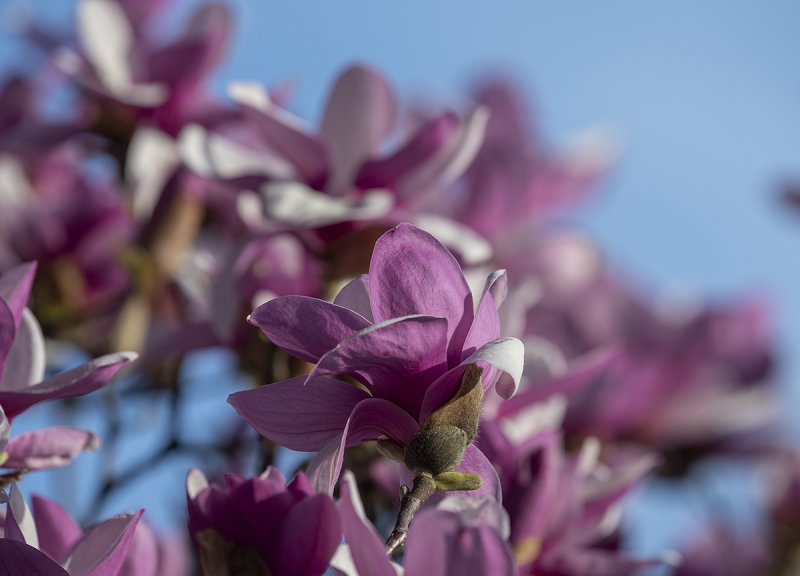 In place of the famous cherry blossoms...