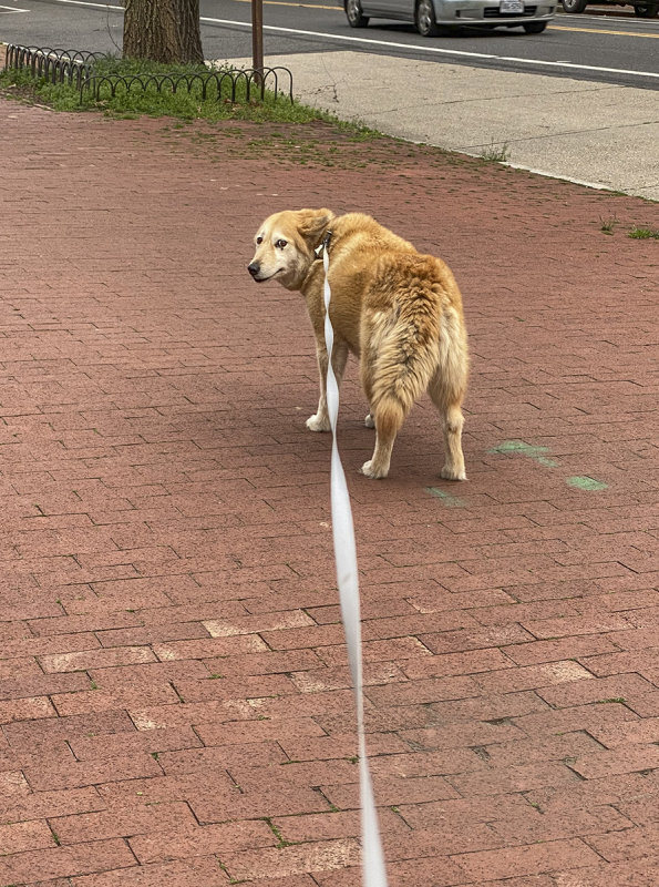 Sahraa not understanding why we cant go to the park