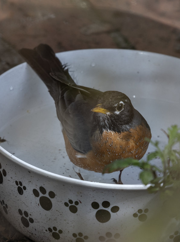 Bath interrupted