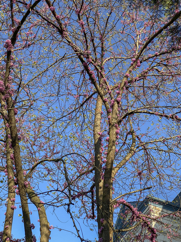Unusual way of blooming