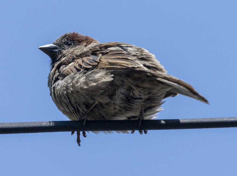 Sparrow eye