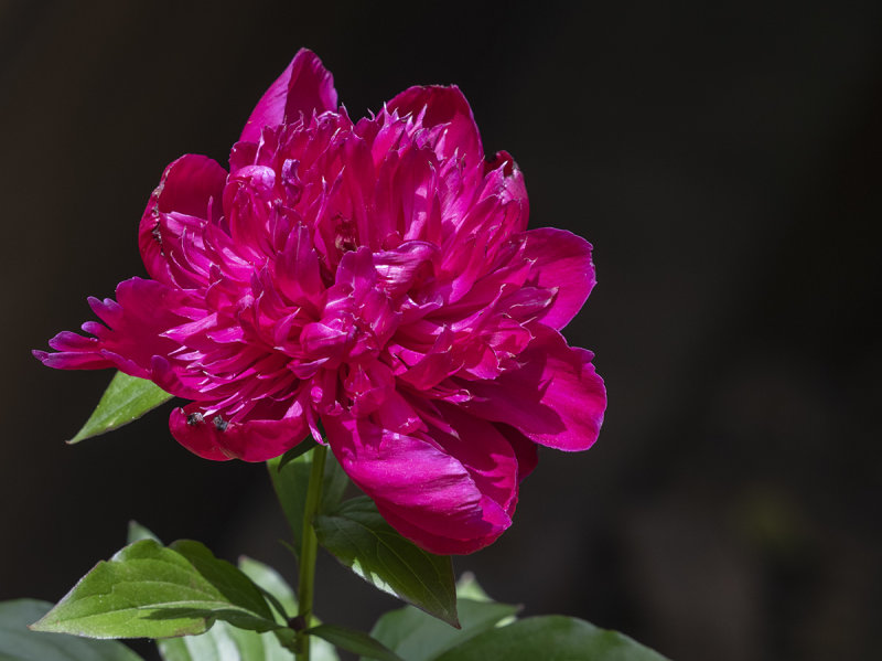 Peony in sunlight, for a change