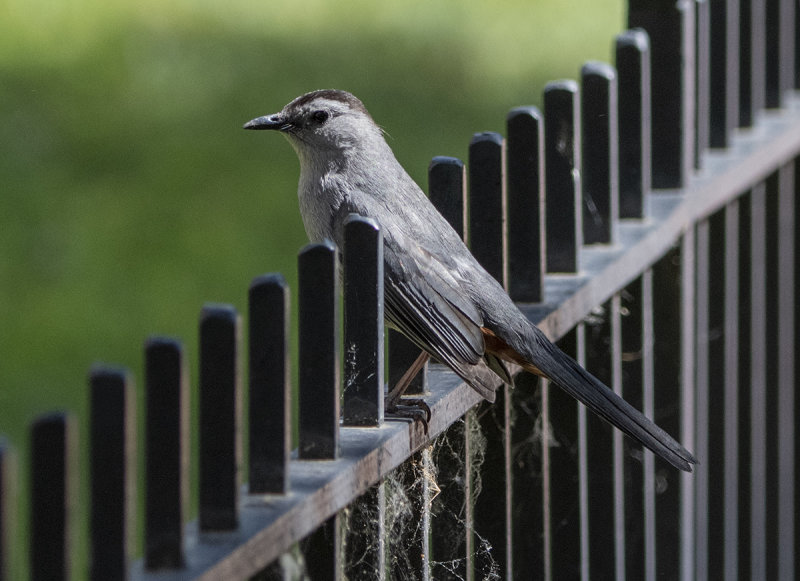 Catbird on a hot iron fence