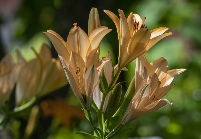 Protest lilies