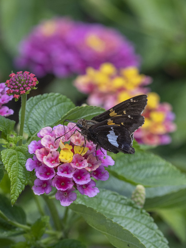 The monasterys only butterfly