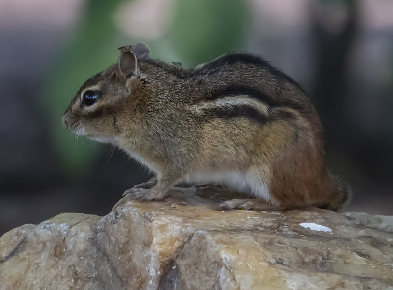 Chipmunk and a few hitchhikers