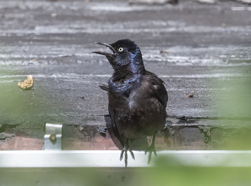 New bird on the alley