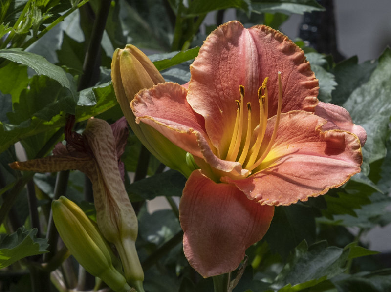 Salmon daylily