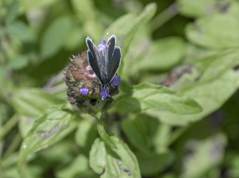 Blue butterfly in reverse