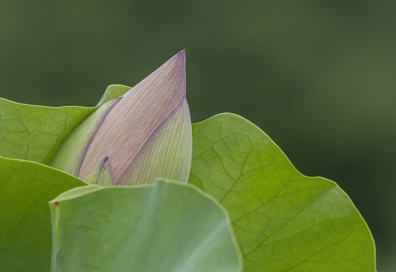 Lotus bud