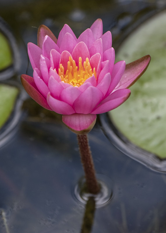 Just another tropical water lily