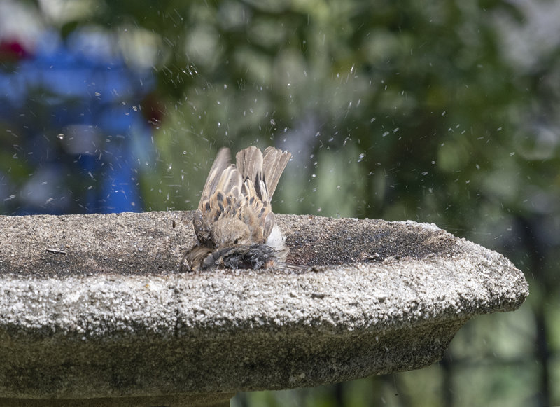 Splish splash (I was takin a bath)