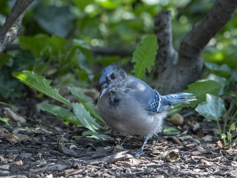 Federal Reserve blue jay