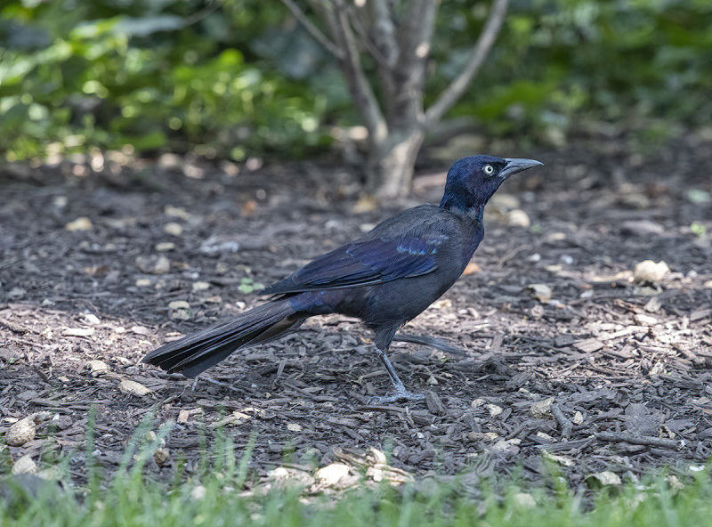 The Fed grackle