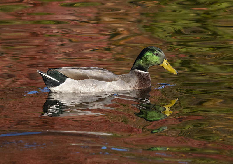 In autumn waters