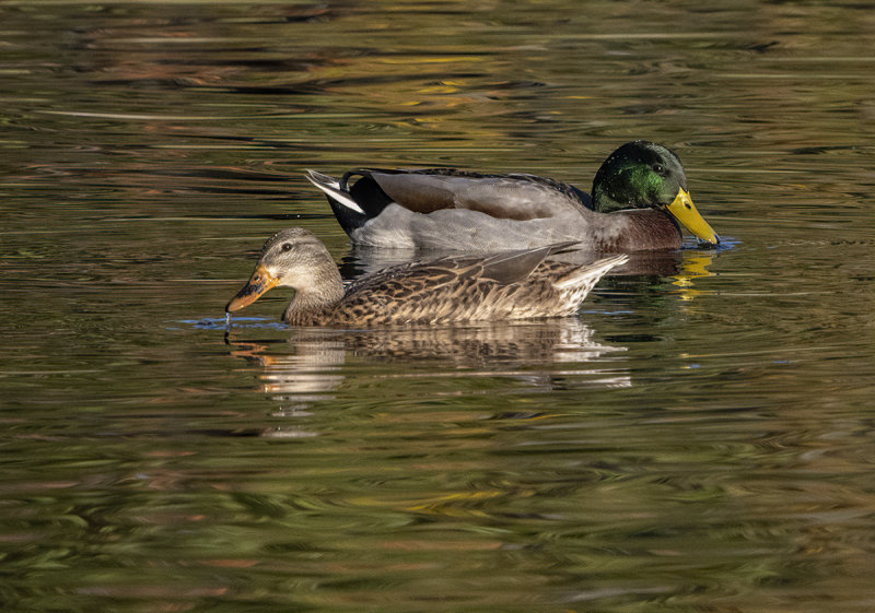 Mr. and Mrs. Mallard