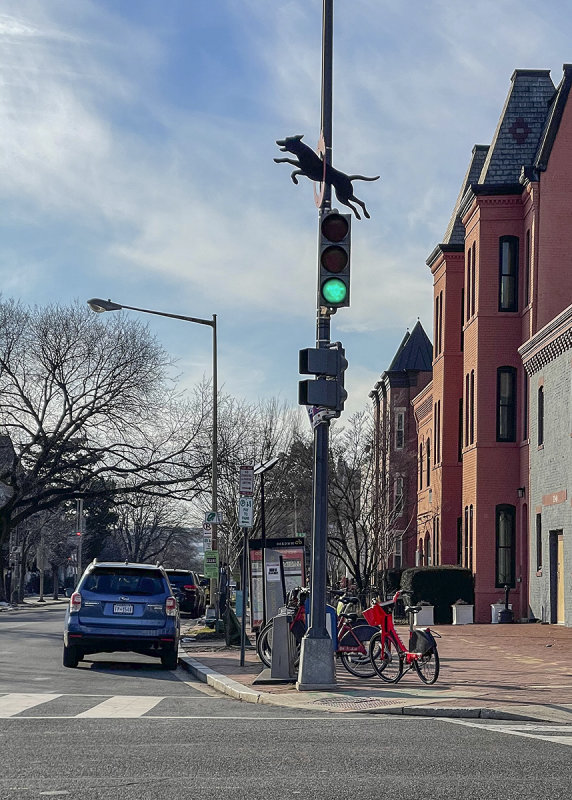 Wildlife on Capitol Hill