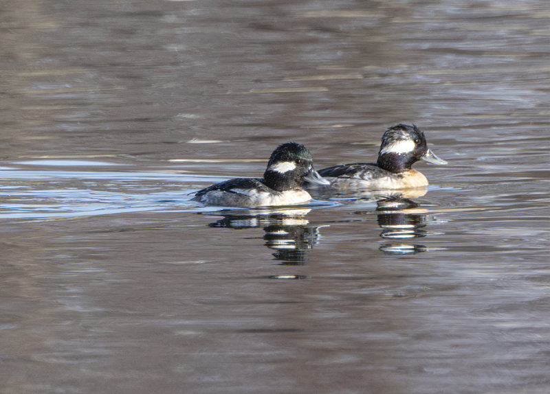 New residents at the gardens