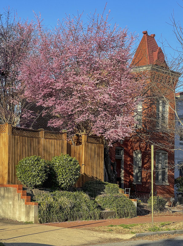 In bloom