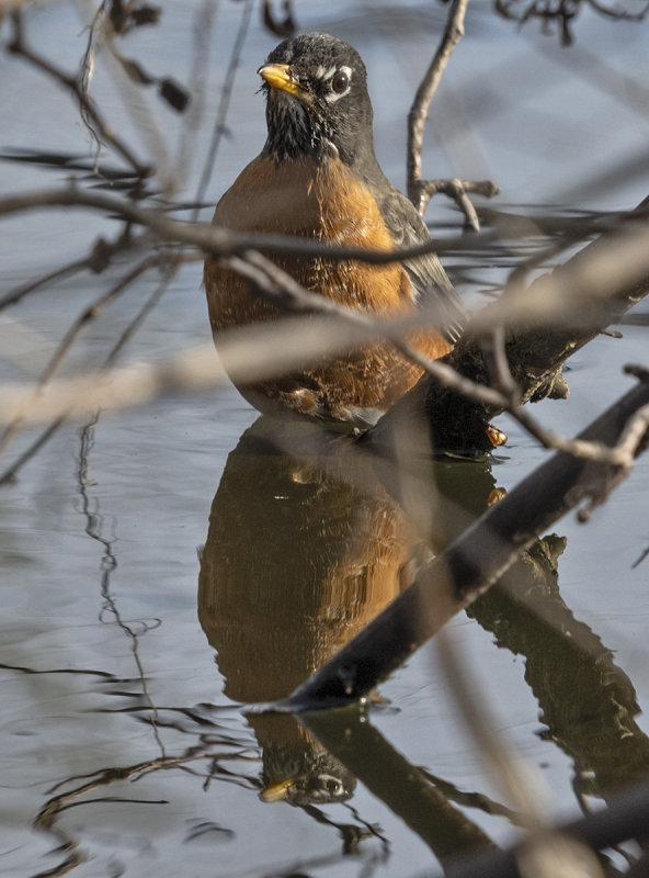 Unexpected waterbird