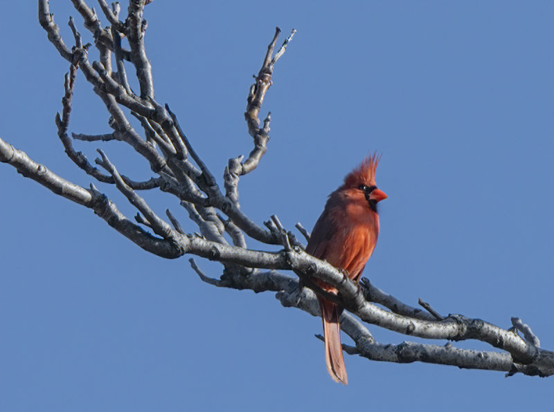 The talkative Mr. Cardinal