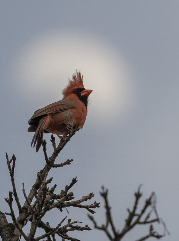 Singing to the moon