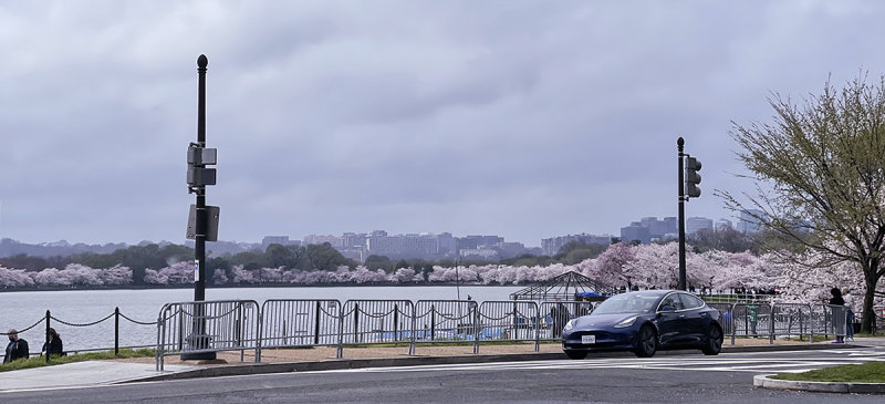 Cherry blossoms at peak bloom