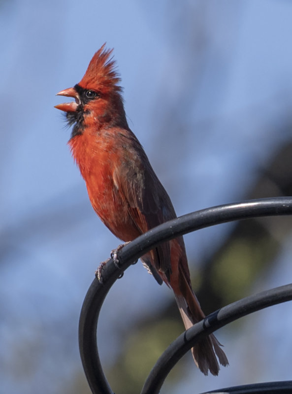 Singing his heart out