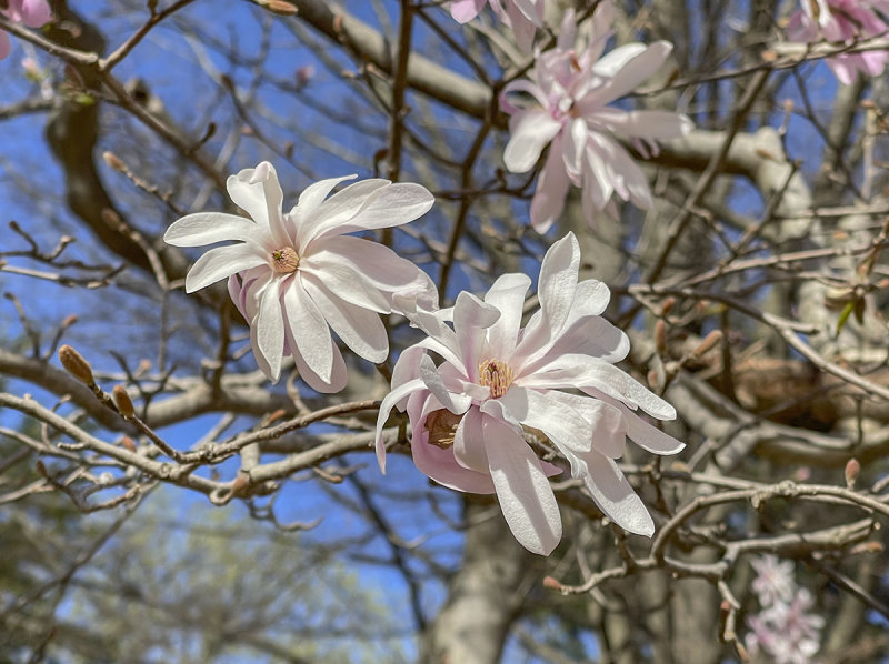 Star magnolia