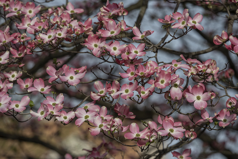Dogwood in full bloom