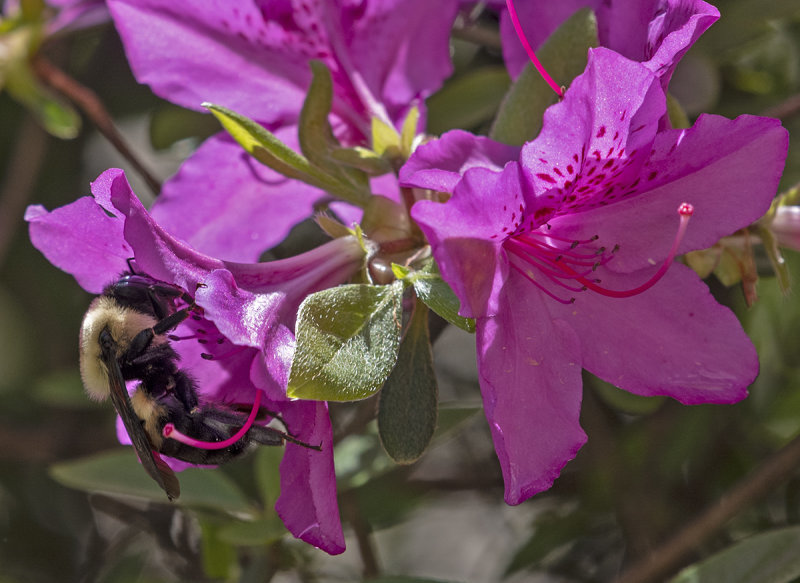 A bee that likes color