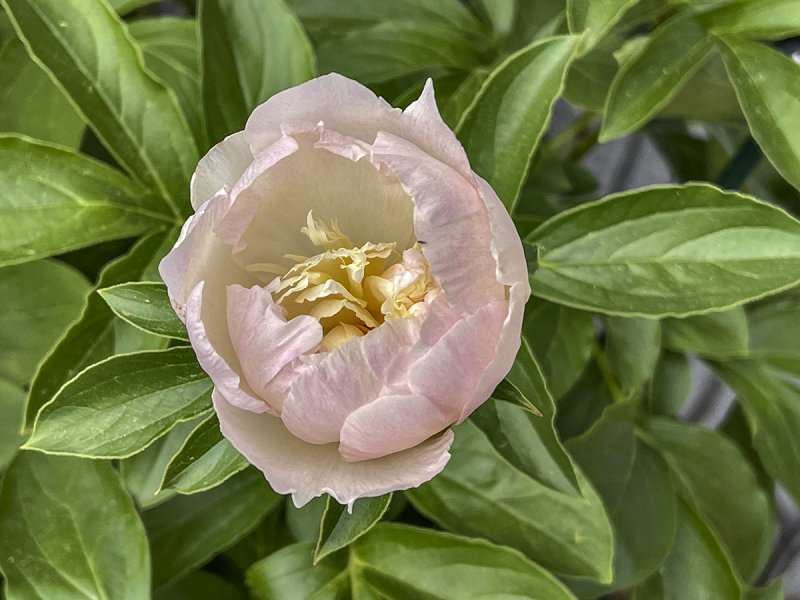 Miracle peony: intermission