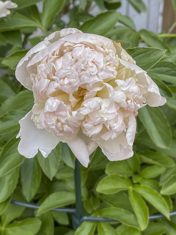 Post script peony