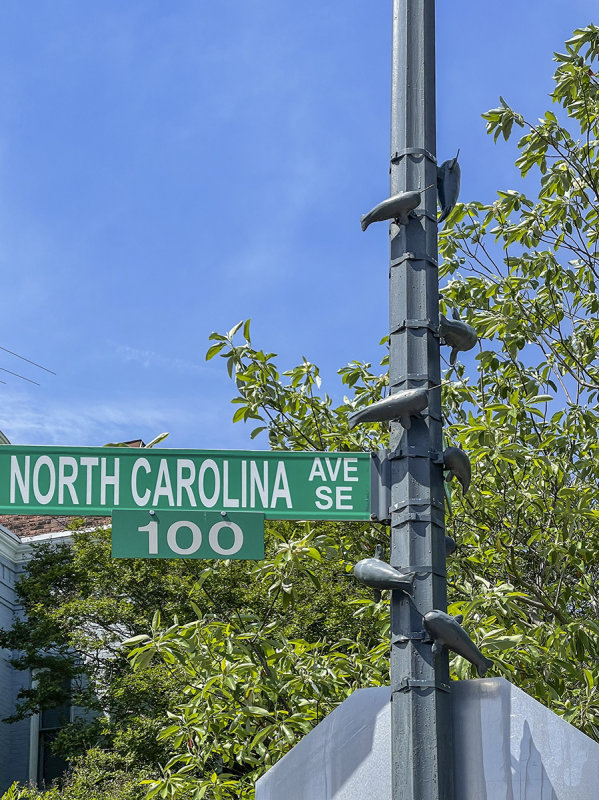N(orth) Carolina is for narwhal