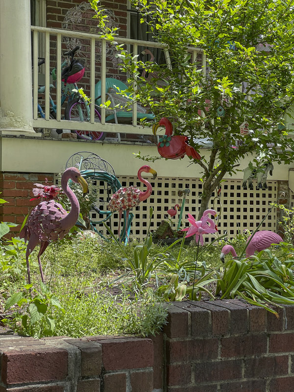 A flamboyance of flamingos