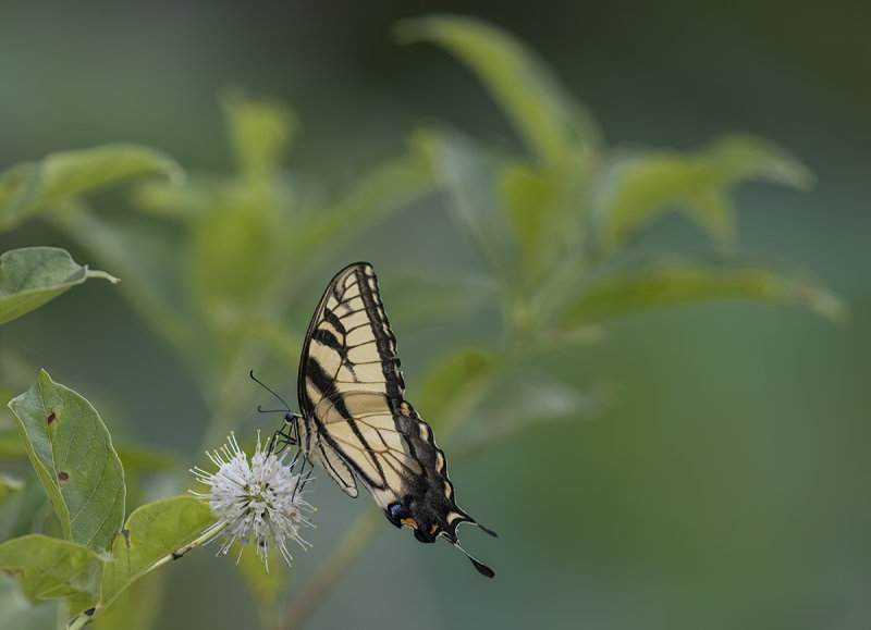 Exceptional butterfly