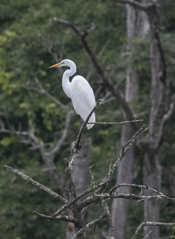 The thrilling egret