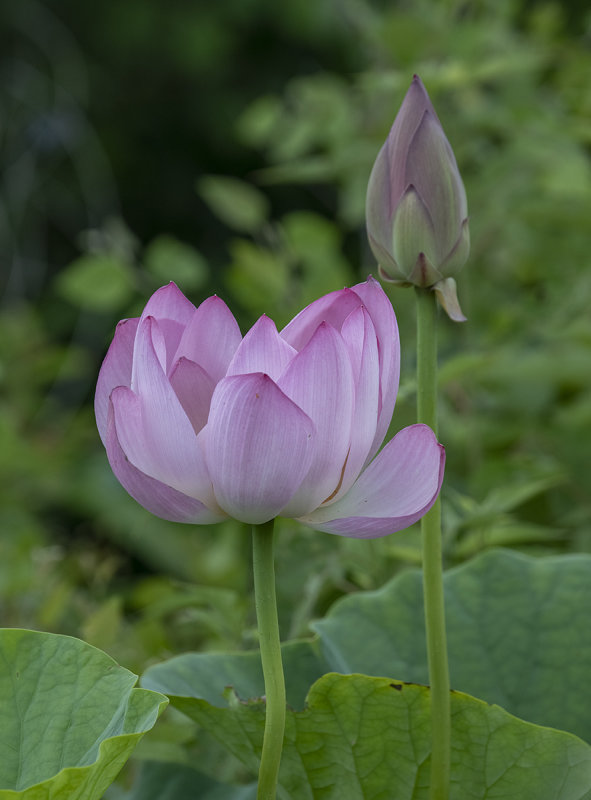 Lotus flower and bud