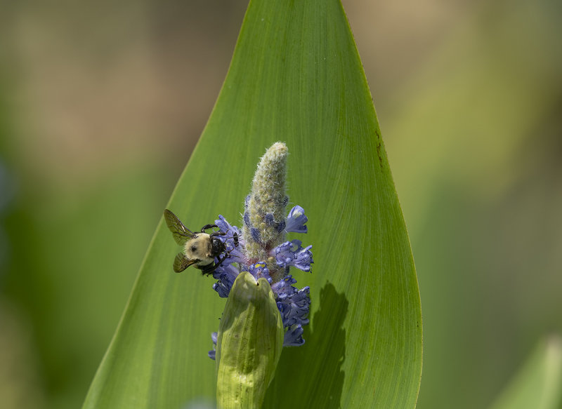 Socially distanced bee