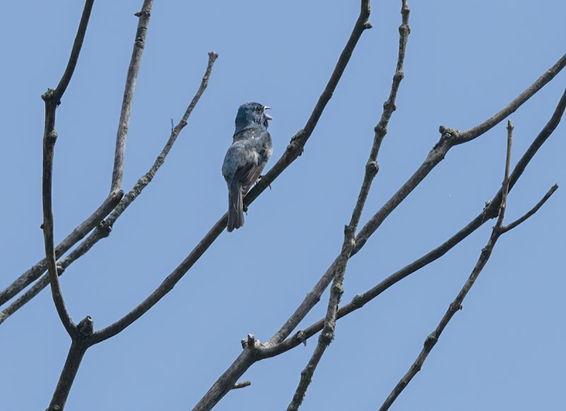 The mystery bird, revealed