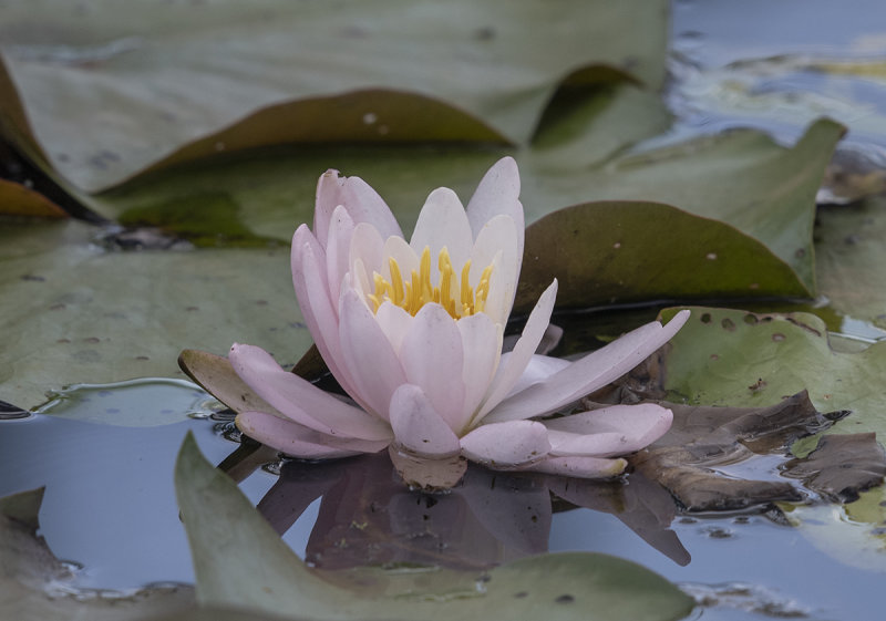 Water lily of a different color