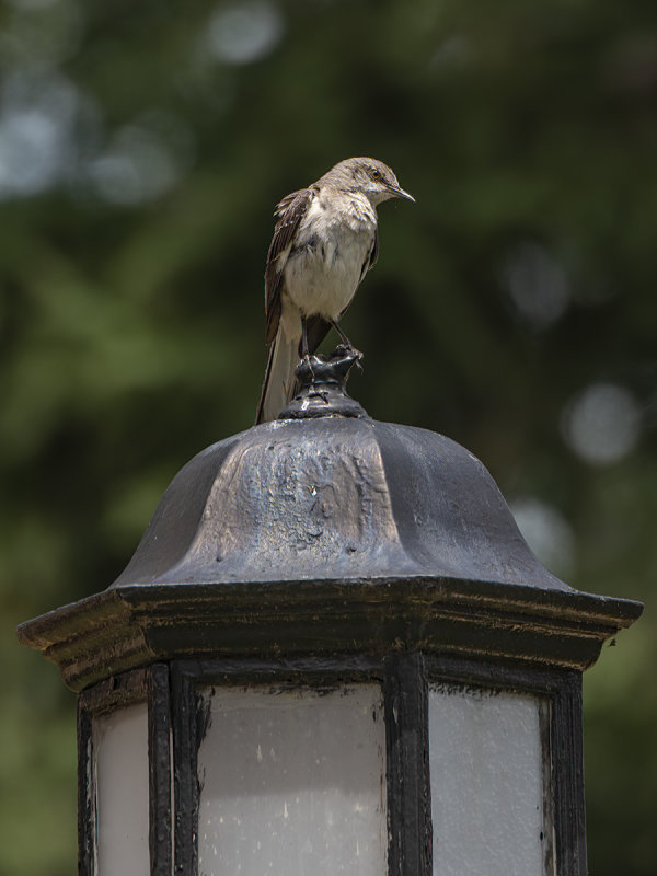 The mockingbird again