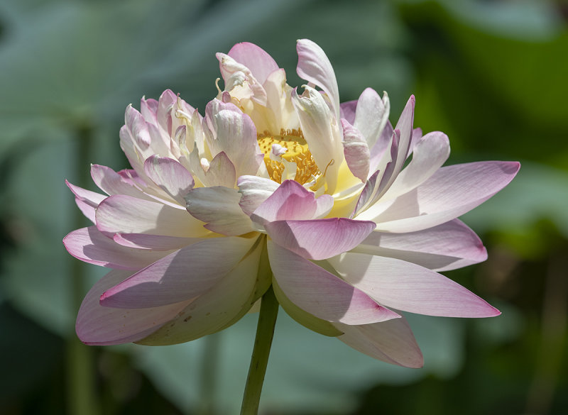 Showy lotus take 2