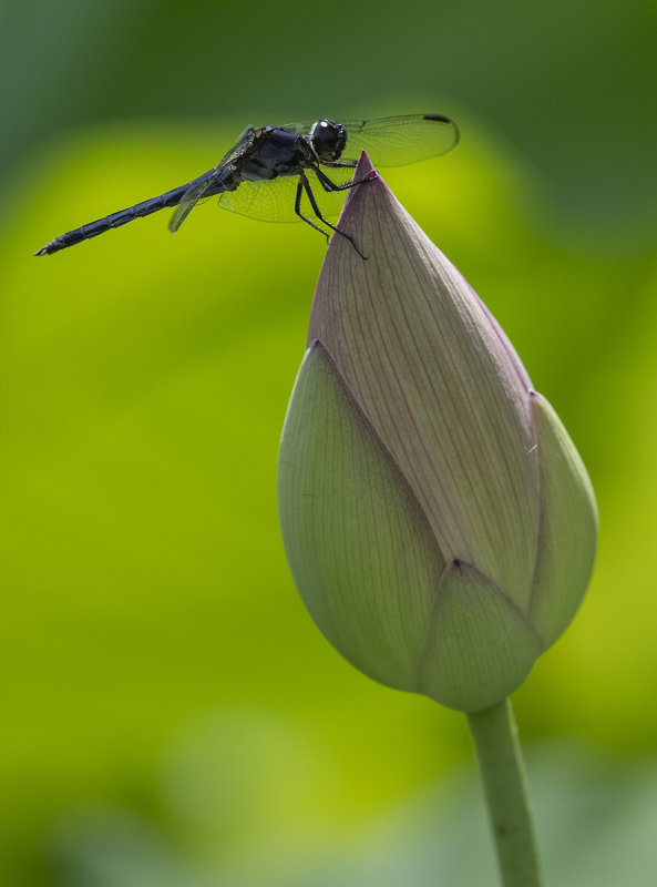 Embracing the lotus bud