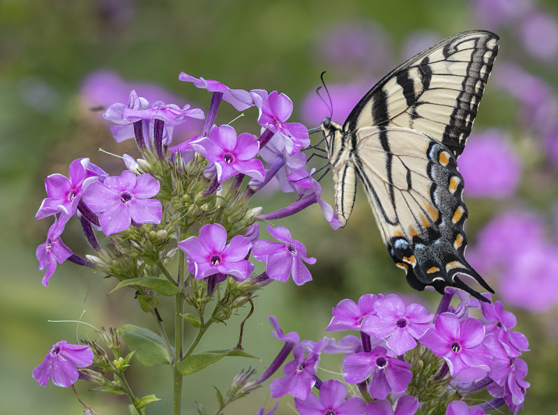 The one and only monastery butterfly