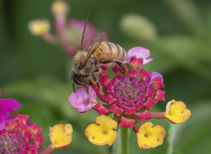 A bee with good taste