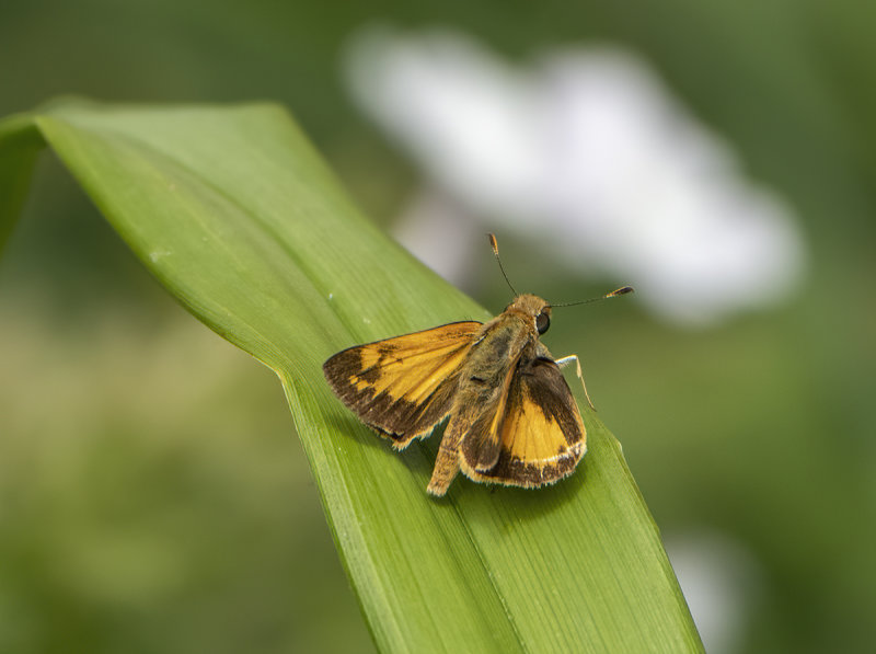Lone skipper